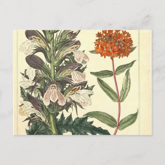 Rode Wilde Bloem Botanische Afdruk Briefkaart (Voorkant)