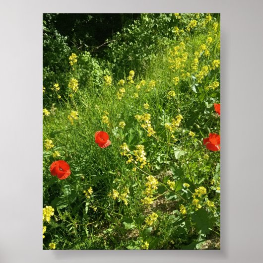 Rode wilde bloemen in zomerse weide poster (Voorkant)