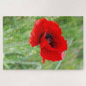 Rode wilde papaverbloem legpuzzel (Horizontaal)