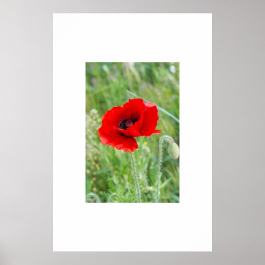 Rode wilde papaverbloem poster (Voorkant)