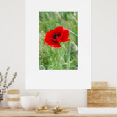 Rode wilde papaverbloem poster (Keuken)