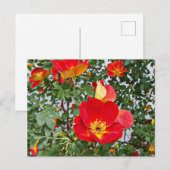 rode wilde rozen bloemen originele foto feestdagenkaart (Voorkant / Achterkant)