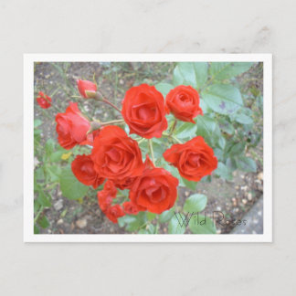 Rode wilde Rozen Briefkaart