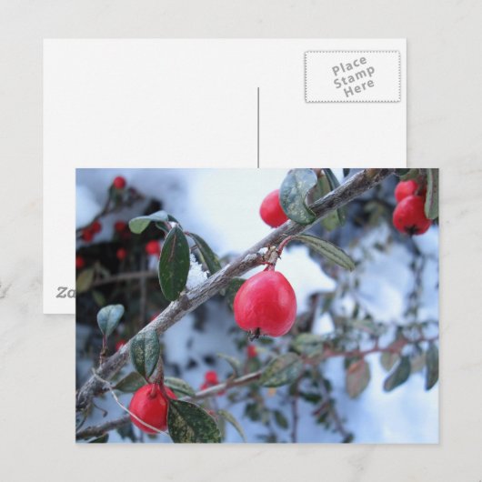 Rode winterstruisbessen briefkaart (Voorkant / Achterkant)