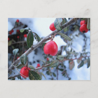 Rode winterstruisbessen briefkaart