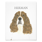 Rode & Witte Engelse Springerspaniel Kunst Foto Afdruk (Voorkant)