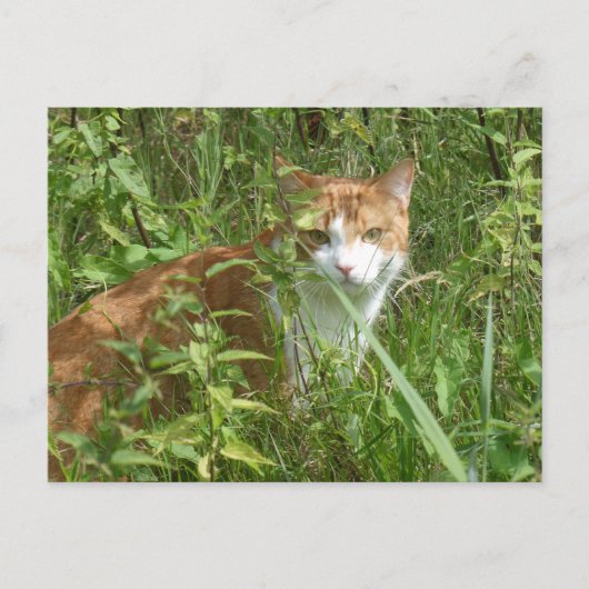 Rode witte kat met groene ogen DIY Briefkaart (Voorkant)