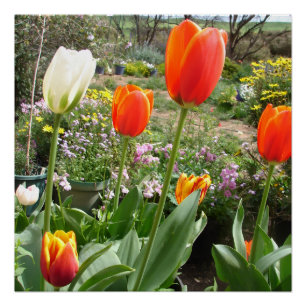 Rode Witte Tulp Tulpen Lente Natuur Tuin Poster