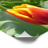 Rode Witte Tulp Tulpen Lente Natuur Tuin Poster (Hoek)