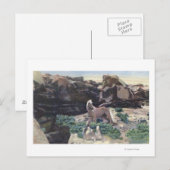 Rode woestijn, WY - Wild Palomino Stallion gevange Briefkaart (Voorkant / Achterkant)