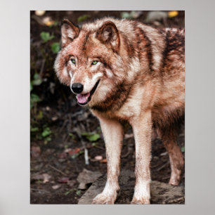 Rode Wolf Houten Huis Stijl Moderne Foto Poster