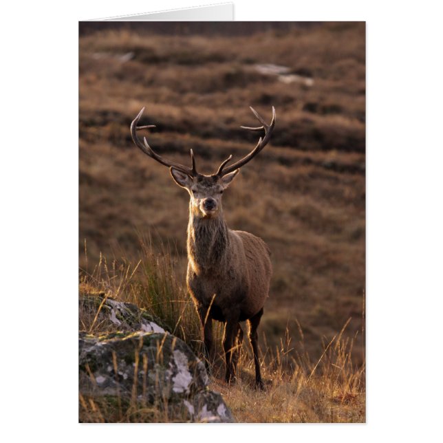 Rode zakken (Voorkant)