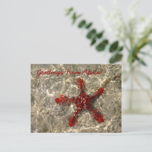 Rode Zee ster - Briefkaart (Staand voorkant)