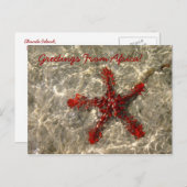 Rode Zee ster - Briefkaart (Voorkant / Achterkant)