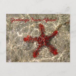 Rode Zee ster - Briefkaart