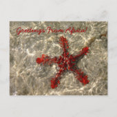 Rode Zee ster - Briefkaart (Voorkant)