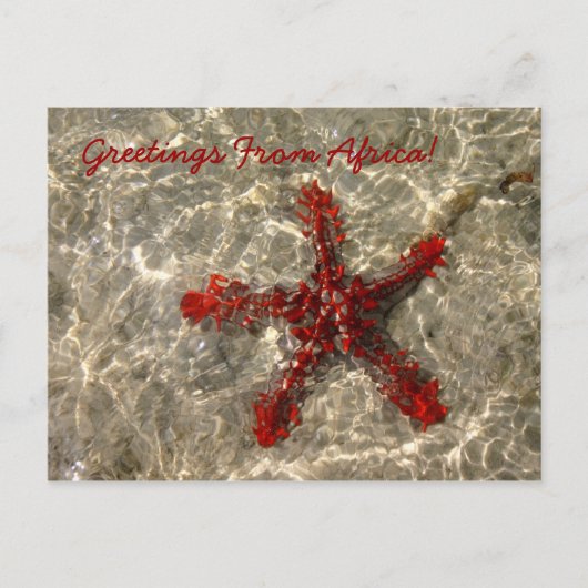 Rode Zee ster - Briefkaart (Voorkant)