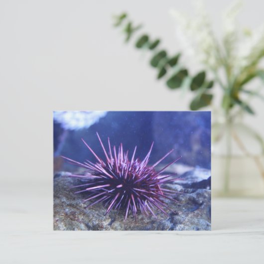 Rode Zee Urchin Briefkaart (Staand voorkant)