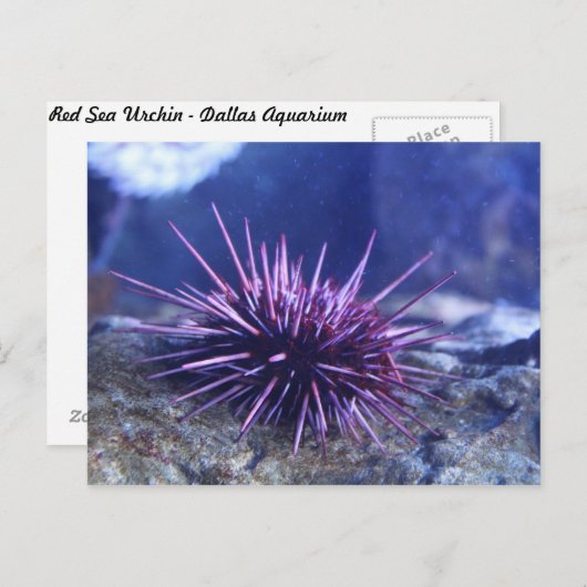 Rode Zee Urchin Briefkaart (Voorkant / Achterkant)