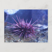 Rode Zee Urchin Briefkaart (Voorkant)