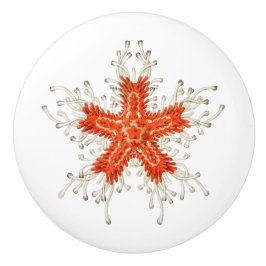 Rode zeemijke keramische knol keramische knop