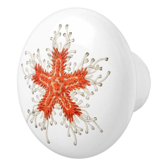 Rode zeemijke keramische knol keramische knop (Rechts)