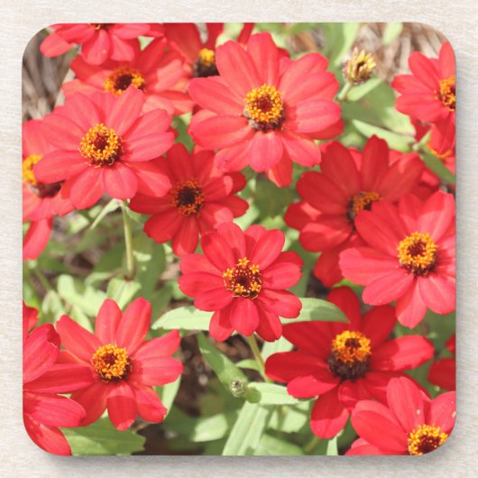 Rode Zinnia Bloem Onderzetter (Voorkant)