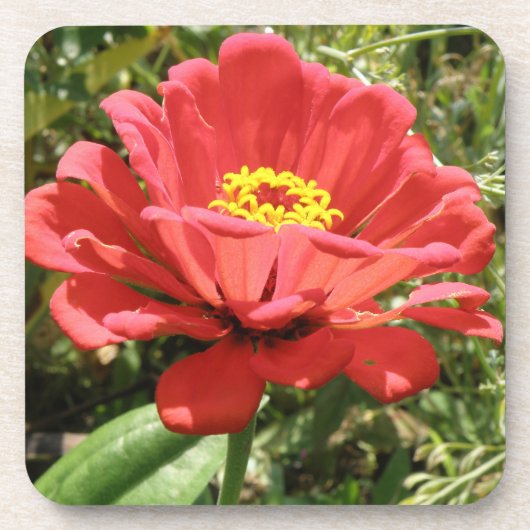 Rode Zinnia Kurken Onderzetter (Voorkant)