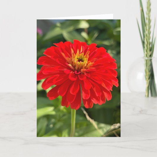 Rode Zinnia Lege Notitiekaart (Voorkant)