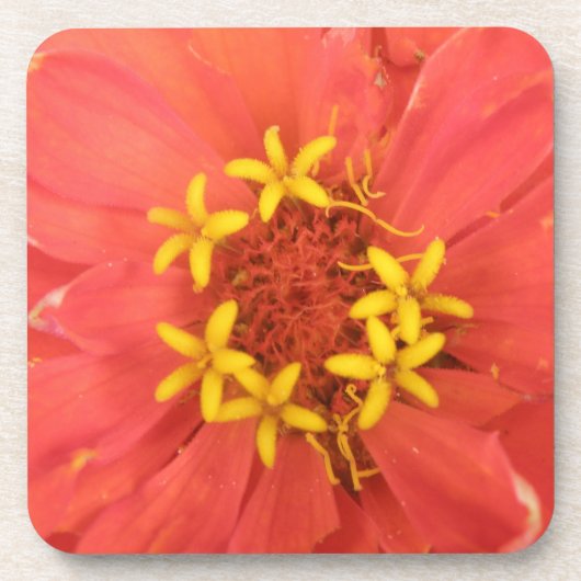 Rode Zinnia Macro Kurken Onderzetter (Voorkant)