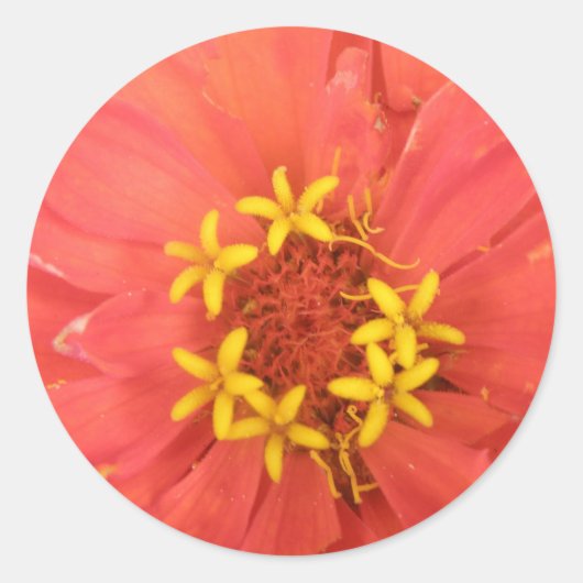 Rode Zinnia Macro-Stickers Ronde Sticker (Voorkant)