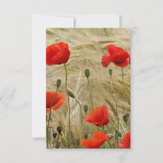 rode zomerbloem (Voorkant)
