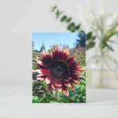 Rode zonnebloem Briefkaart (Staand voorkant)