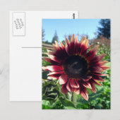 Rode zonnebloem Briefkaart (Voorkant / Achterkant)