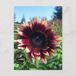 Rode zonnebloem Briefkaart