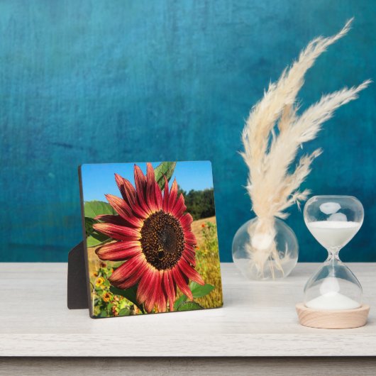 Rode zonnebloem fotoplaat (Insitu)