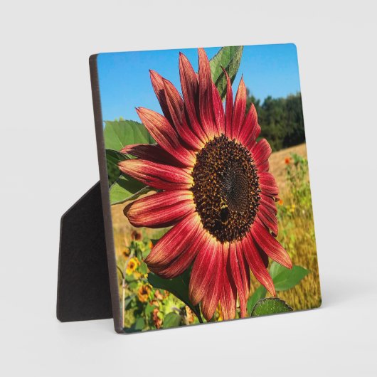 Rode zonnebloem fotoplaat (Voorkant)