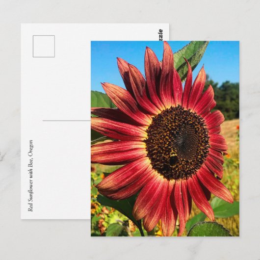Rode zonnebloem met bijen briefkaart (Voorkant / Achterkant)