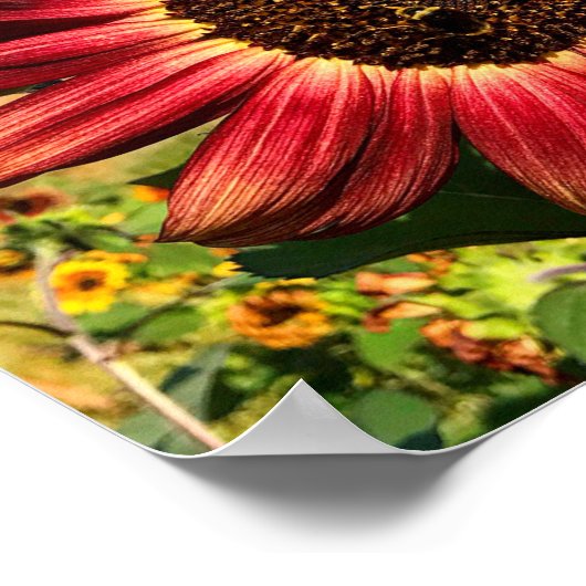 Rode zonnebloem met bijen poster (Hoek)