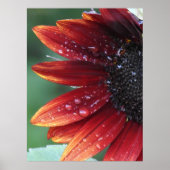 Rode zonnebloem Poster (Voorkant)