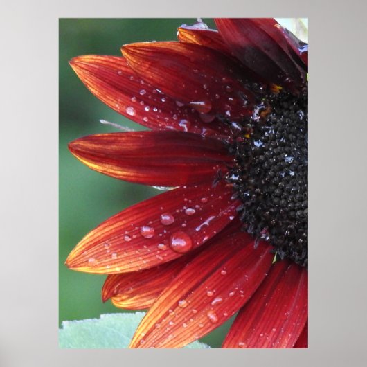 Rode zonnebloem Poster (Voorkant)