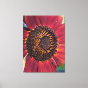 Rode Zonnebloem Verpakte Canvas print