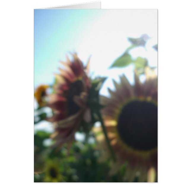 Rode zonnebloemen op een zonnige dag (Voorkant)