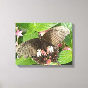 Rode Zwaluwstaartvlinder Macro Canvasprint Canvas Afdruk