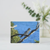 rode zwarte cockatoo briefkaart (Staand voorkant)