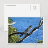 rode zwarte cockatoo briefkaart (Voorkant / Achterkant)