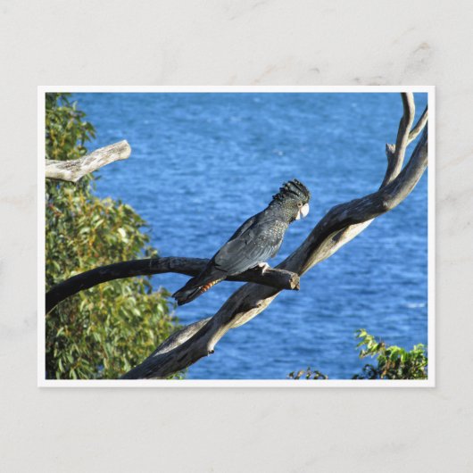 rode zwarte cockatoo briefkaart (Voorkant)