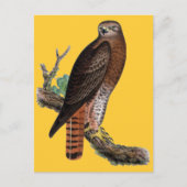 Rode zwarte Hawk Briefkaart (Voorkant)