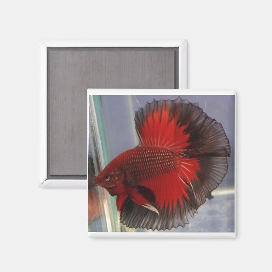 Rode/Zwarte Vlinder Halfmoon Magneet (Voorkant / Achterkant)