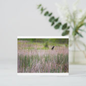 Rode zwarte vogel, Glacier Ridge Metropark Briefkaart (Staand voorkant)
